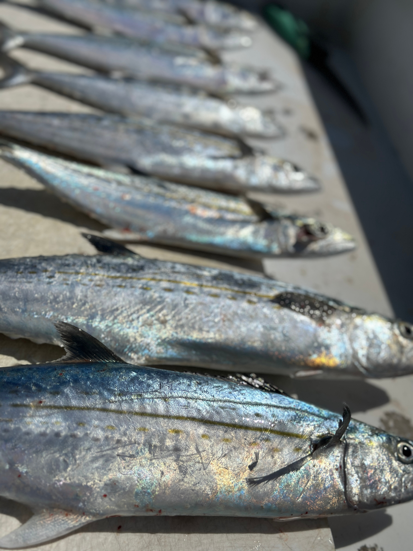 Fish Species Key West | What You'll Catch | Gulfstream Fishing