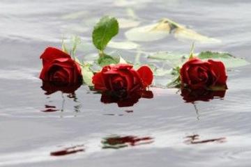 roses on water