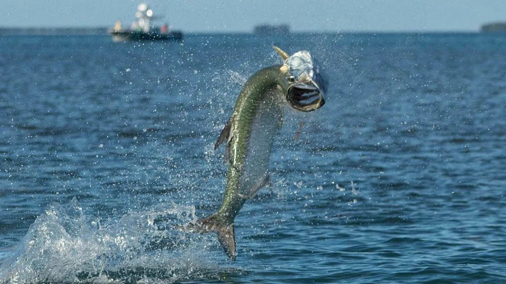 key west tarpon fishing key west tarpon fishing